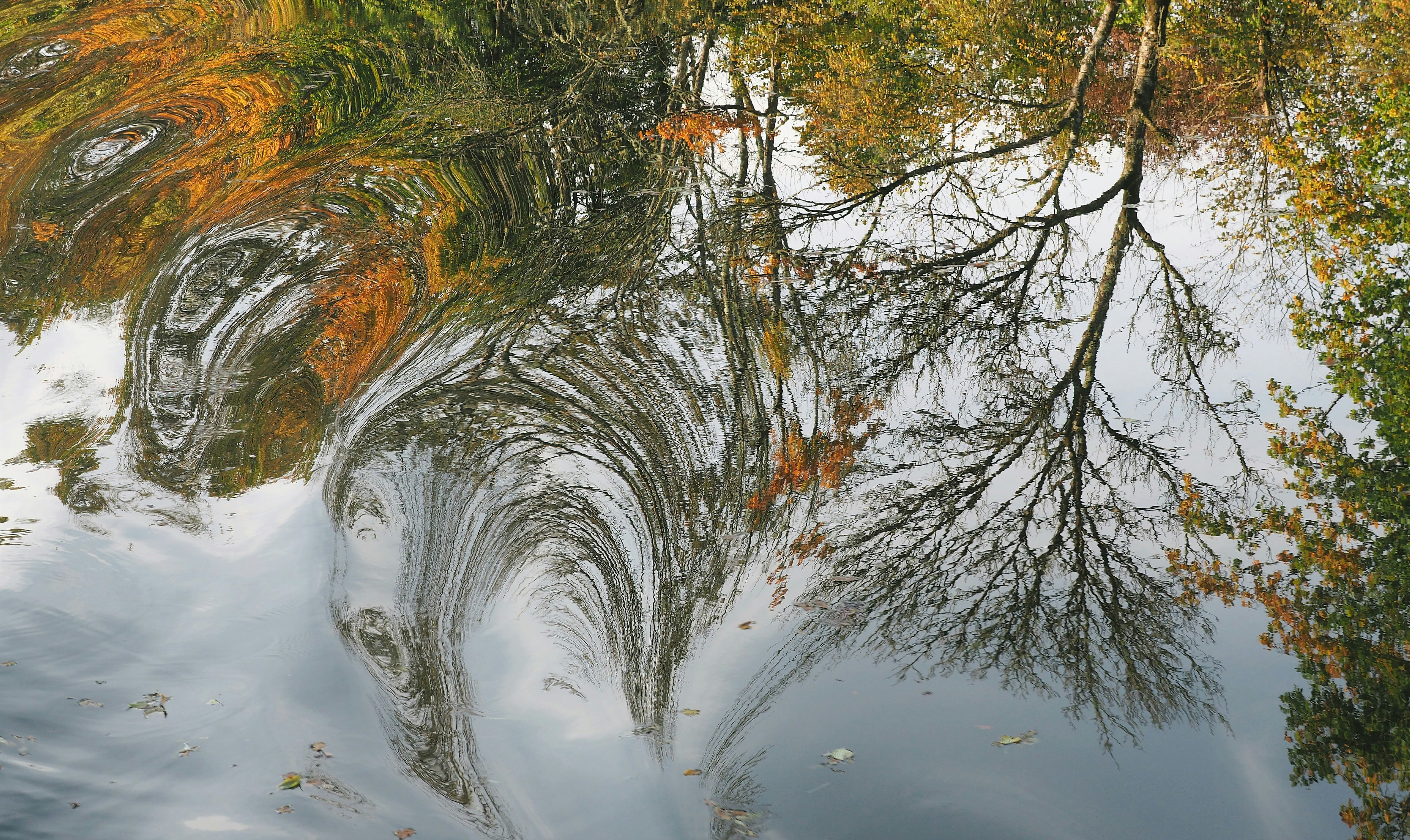 green and brown trees beside river during daytime